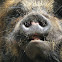 KuneKune Pig
