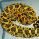 Eastern Hognose Snake