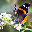Red Admiral