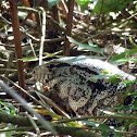Tupinambis merianae