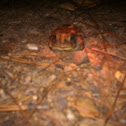 Toad