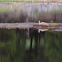 Sandhill Crane