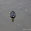 Eurasian Coot