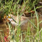 Little Ringed Plover