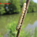 Caterpillar
