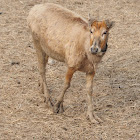 david's deer