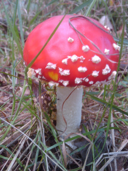 Spotting Image 1