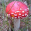 Fly Agaric