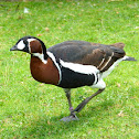 Red-breasted Goose / Rothalsgans