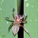 Fishing Spider