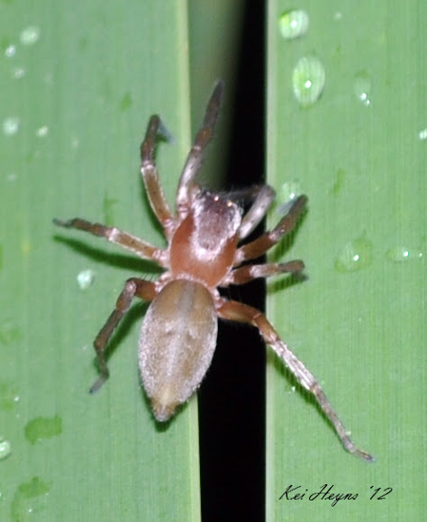 Spotting Image 1