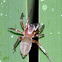 Fishing Spider