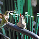 Anna's hummingbird