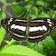 Common Sailor Butterfly