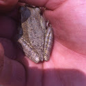 Cuban Tree Frog