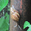 East African land snail, or giant African land snail