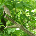 Swainson's Thrush