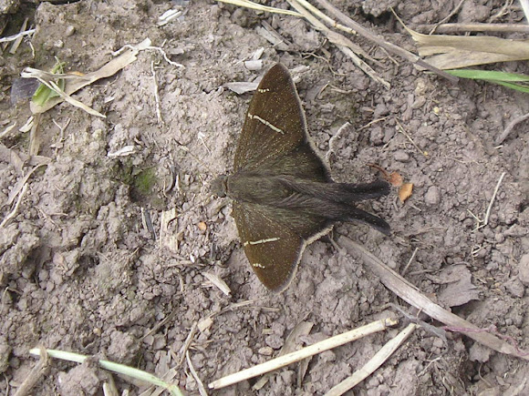 Spotting Image 1