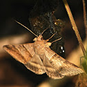 Noctuid moth