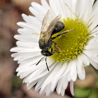 Sweat Bee