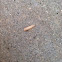 Fly larvae