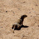 Round-tailed ground squirrel