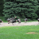 Wild Turkey