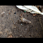 Land snails