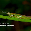 Grasshopper