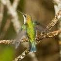 Hummingbird