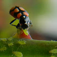 Insectos de Chile