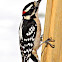 Downy woodpecker