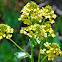 Winter Cress