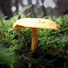 Saffron Parasol