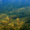 Largemouth Bass