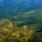 Largemouth Bass
