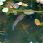 Bullfrog Tadpole