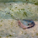 Stingray