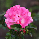 Rosa