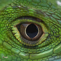 Green Iguana