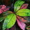 Croton