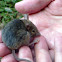 Yellow-footed Antechinus