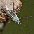 Giant bark aphid
