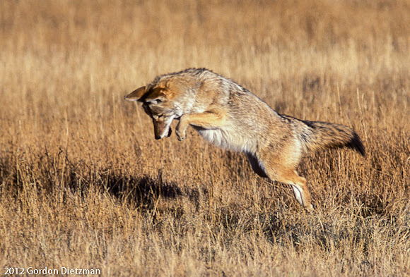 Spotting Image 1