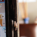 Common fly
