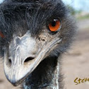 Emu