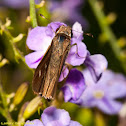 Skipper Butterfly
