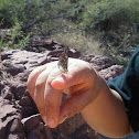 Hackberry emperor