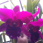 Cattleya hybrid