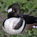 Hooded Mergansers (male & female)